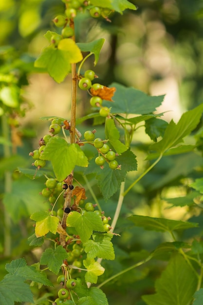 Green black currant fruits summer background