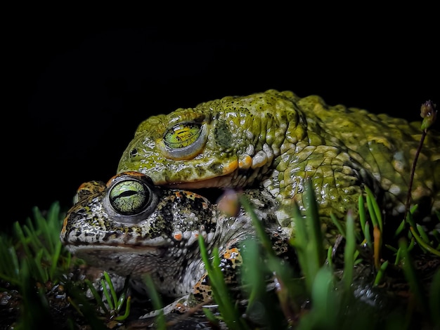 A green and black frog with a yellow eye and a green head sits on top of a frog.