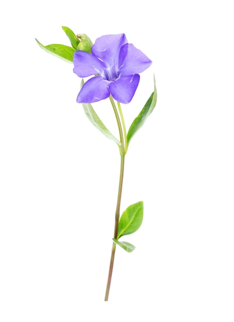 Green blooming branch isolated on white