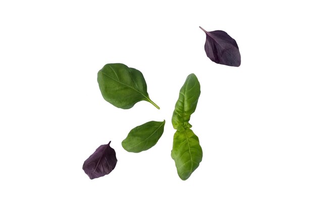 Green and blue basil Pot with fresh green basil on white background isolated