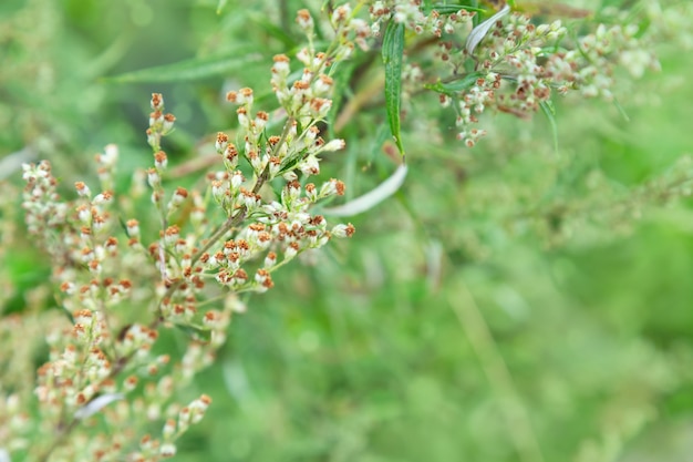 Green blurred background with forest herbs. Herbs in nature. Selective focus. Natural background with copy space. Plant background.