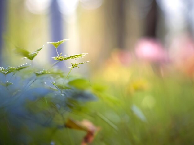 Green Blurred Bokeh