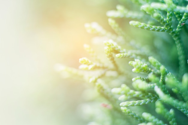 Green blurred tree abstract background, Pine leaf.