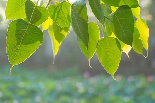 Green Bo leaf with Sunlight  in the morning, Bo tree representing Buddhism in thailand.