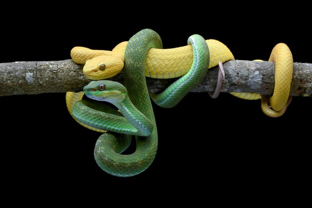 A green boa constrictor is wrapped around a branch.