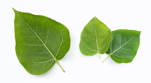 Green bodhi leaf on a white background