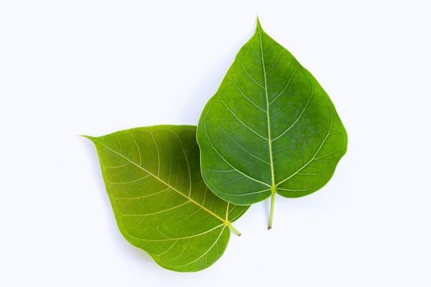 Green bodhi leaves on a white background