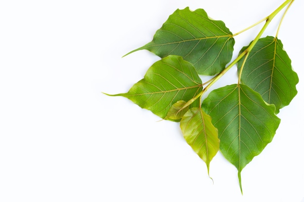 Green bodhi leaves on white surface