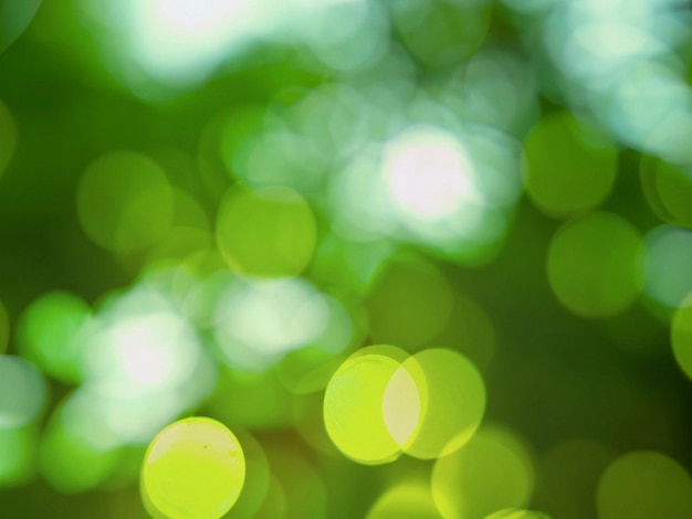 Green bokeh background from nature forest out of focus