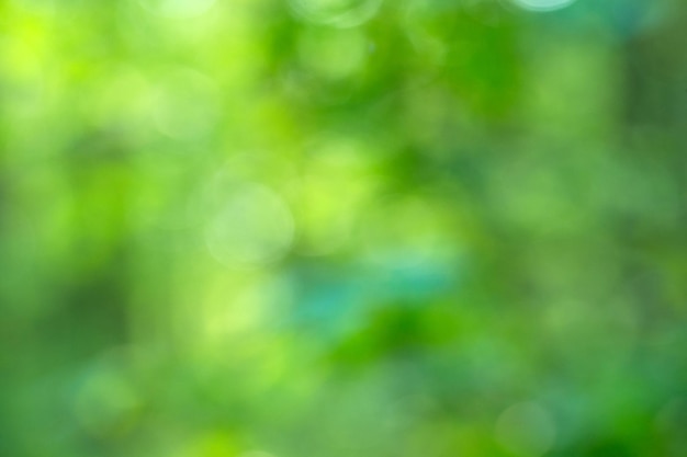 Green bokeh background from nature forest out of focus