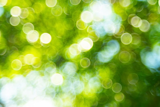 Green bokeh background from nature forest