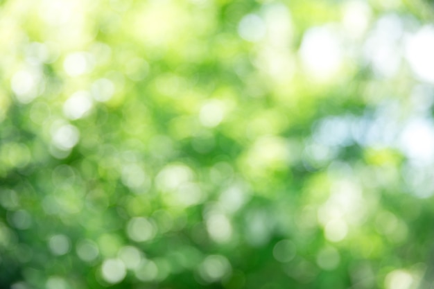 Green bokeh background and sunlight