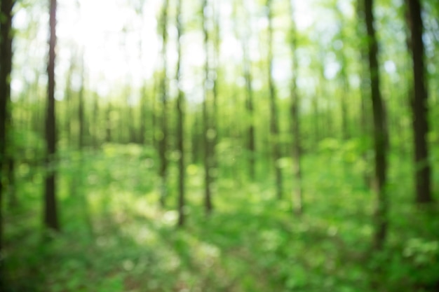 Green bokeh backgroundgreen bokehgreen bokeh abstract