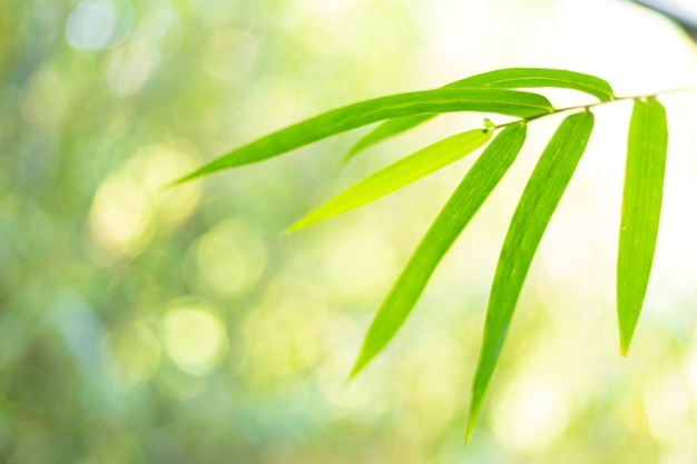 Green bokeh light background bamboo leaf