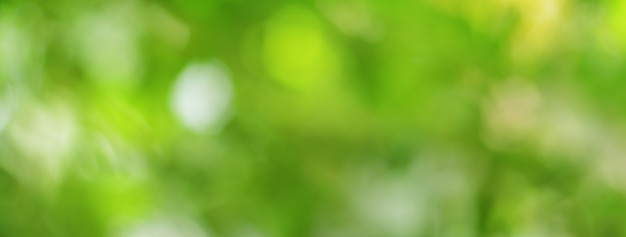 Green bokeh on nature abstract blur background green bokeh from tree