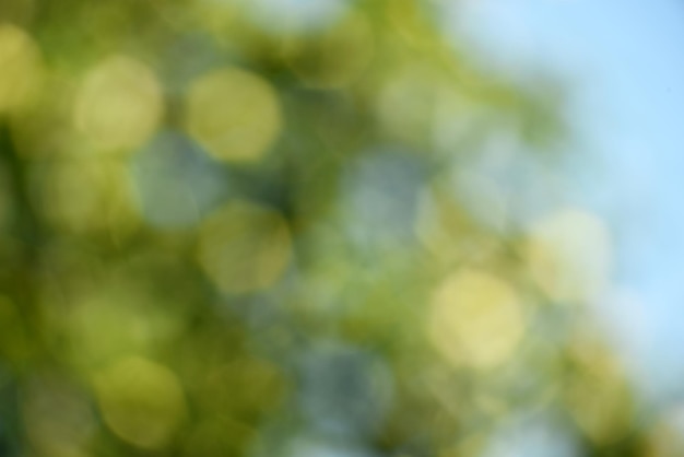 Green bokeh out of focus background from green apple leaves and yellow apples