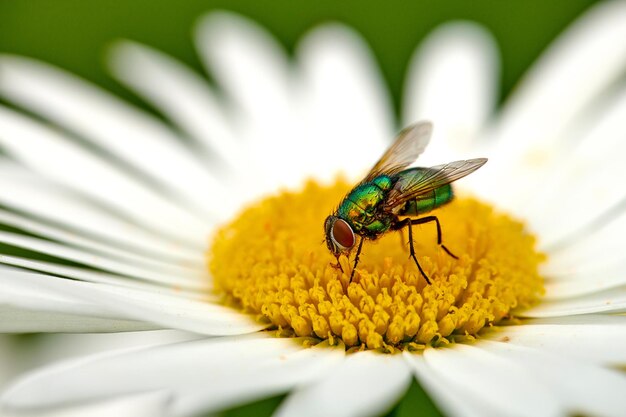 A green bottle fly pollinating a daisy on a summer day Closeup detail of a blowfly sitting on a flower and feeding during spring An insect outdoors in a thriving floral ecosystem