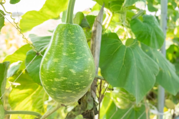 Green bottle gourd