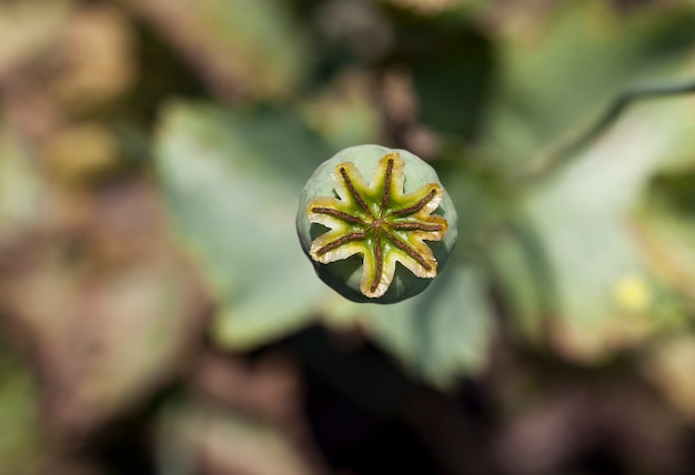 Green box after poppy blossoms, harvesting seeds for cooking, closeup of a single flower