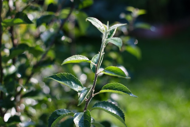 Green branch of the cherry tree in the summer garden Summer background