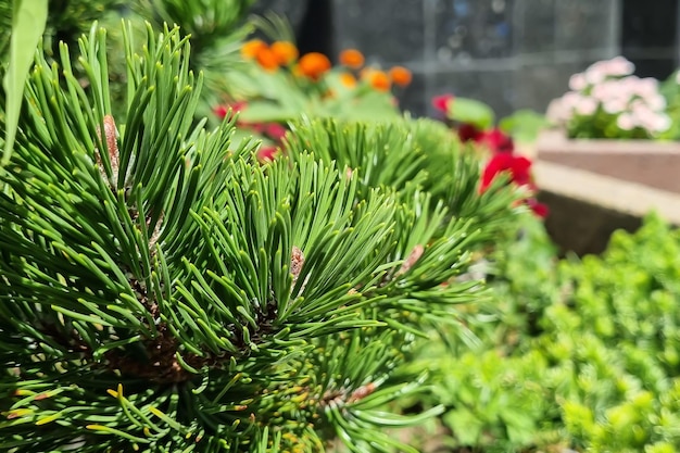 Green branch of a coniferous tree close-up