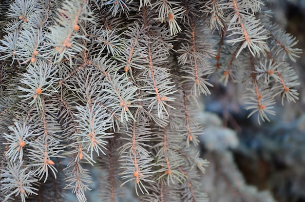 Green branch of a coniferous tree in springtime 