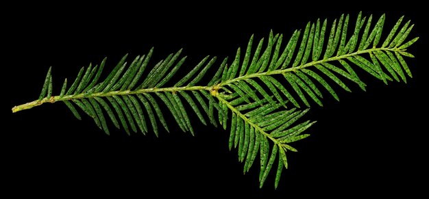 Photo a green branch of a fern with a black background