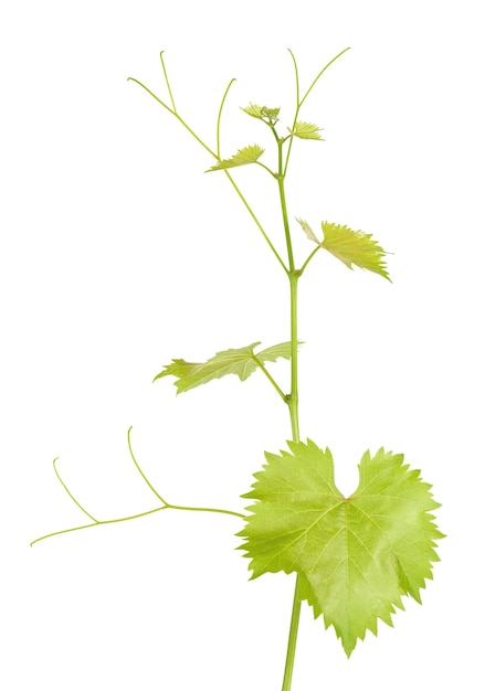 Green branch of grape vine isolated white background sprig with leaves of grapevine