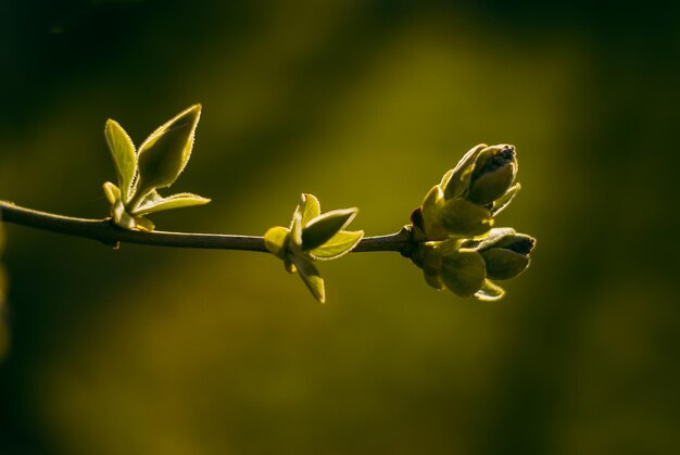 the green branch the leaves are blooming spring nature tree