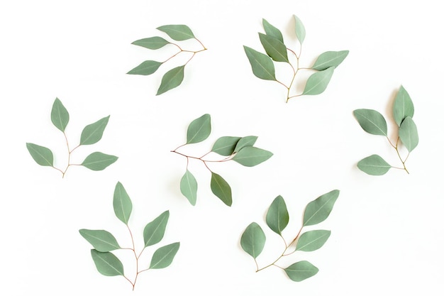 Green branch leaves eucalyptus populus isolated on white background flat lay top view