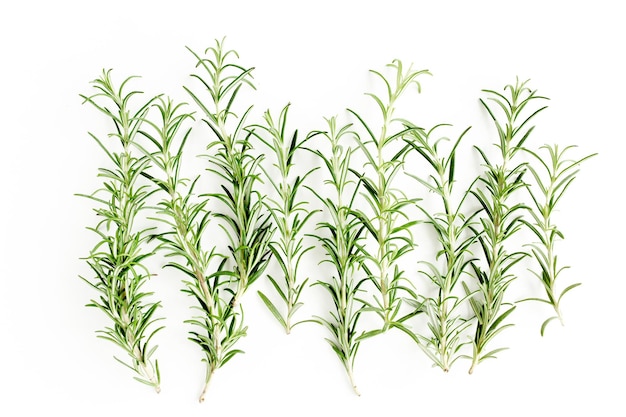 Green branch and leaves of rosemary isolated on a white background herbs flat lay top view