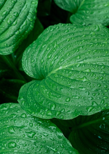 Green branch rain drop tropical raindrops leaf leaves droplet