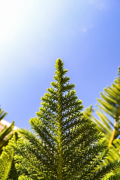 Green branch of a thuja on a blue background in sunny day