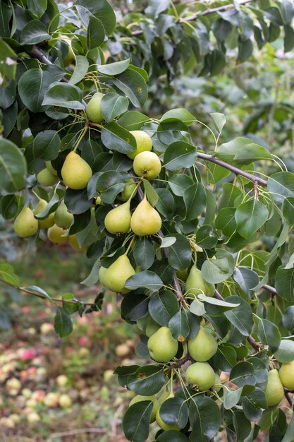 A green branch with a large group of pear fruits in the garden