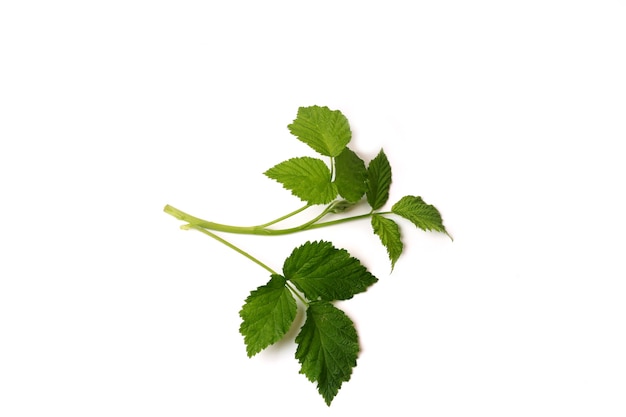 Green branch with leaves isolated on white background raspberry branch