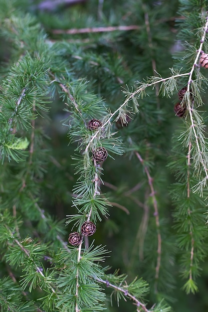 Green branches of beautiful conifer tree with small cones outdoors closeup