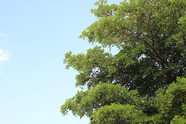 green branches on blue sky background