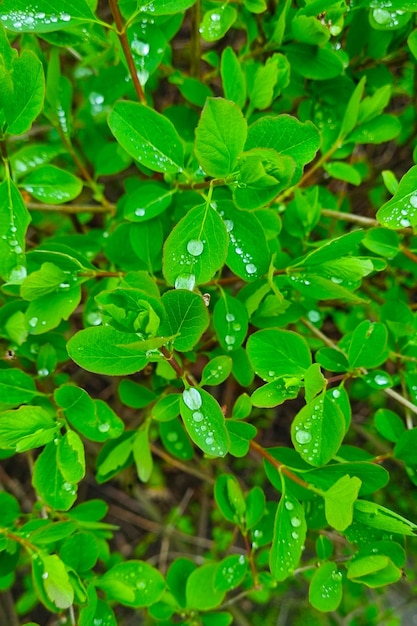 On the green branches of the bush drops after the rain