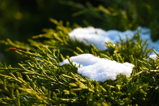 On the green branches of juniper lies snow The background of nature