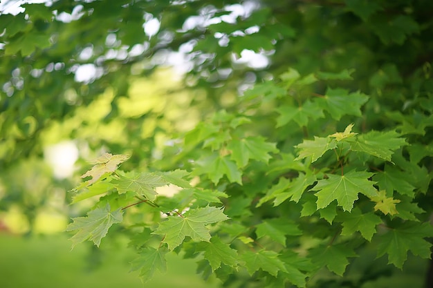 green branches leaves background / abstract view seasonal summer forest, foliage green, eco concept