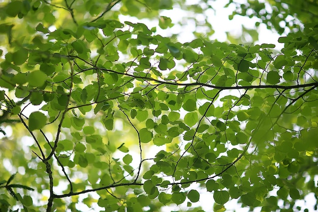 green branches leaves background / abstract view seasonal summer forest, foliage green, eco concept