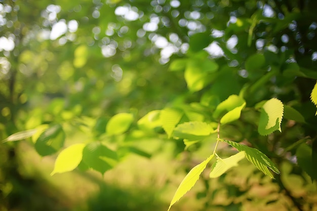 green branches leaves background / abstract view seasonal summer forest, foliage green, eco concept