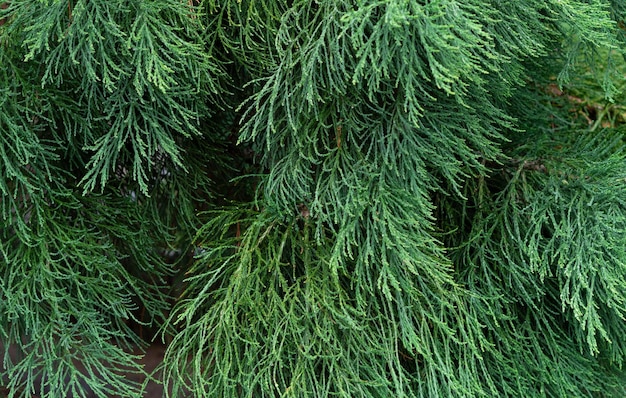 Green branches of spruce background