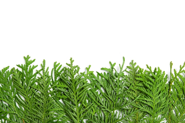 Green branches of thuja on a white