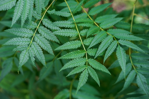 Green branches with thin oblong leaves of a garden ornamental bush