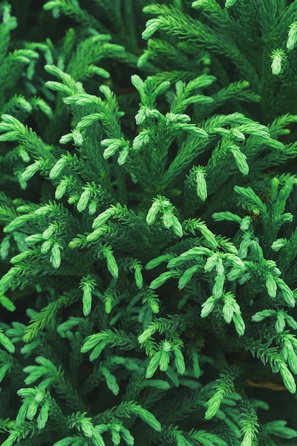 Green branches of a young thuja tree close-up in full screen. Macro