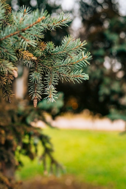 Green branches