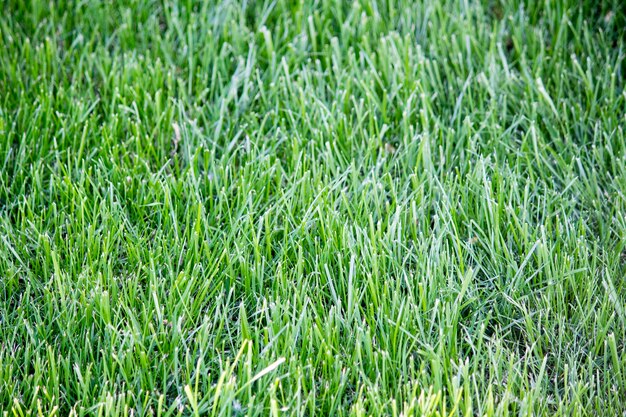 Green bright grass, green grass background