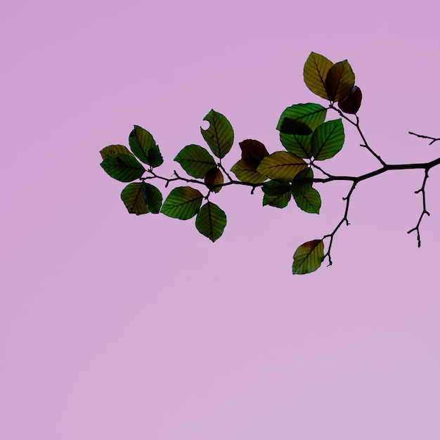 green and brown tree leaves in autumn season pink background