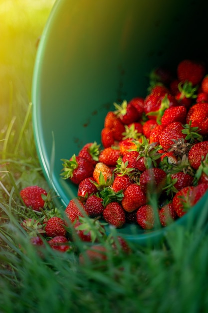 Green bucket of harvested organic strawberries on the grass in the field Strawberry harvest season